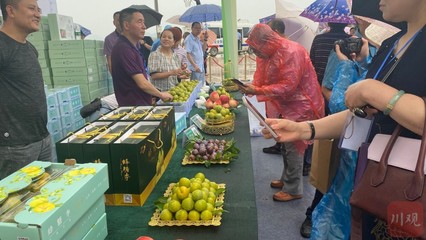 規(guī)劃建設(shè)蜂糖李產(chǎn)業(yè)10萬畝 渠縣將打造&ldquo;中國蜂糖李之鄉(xiāng)&rdquo;